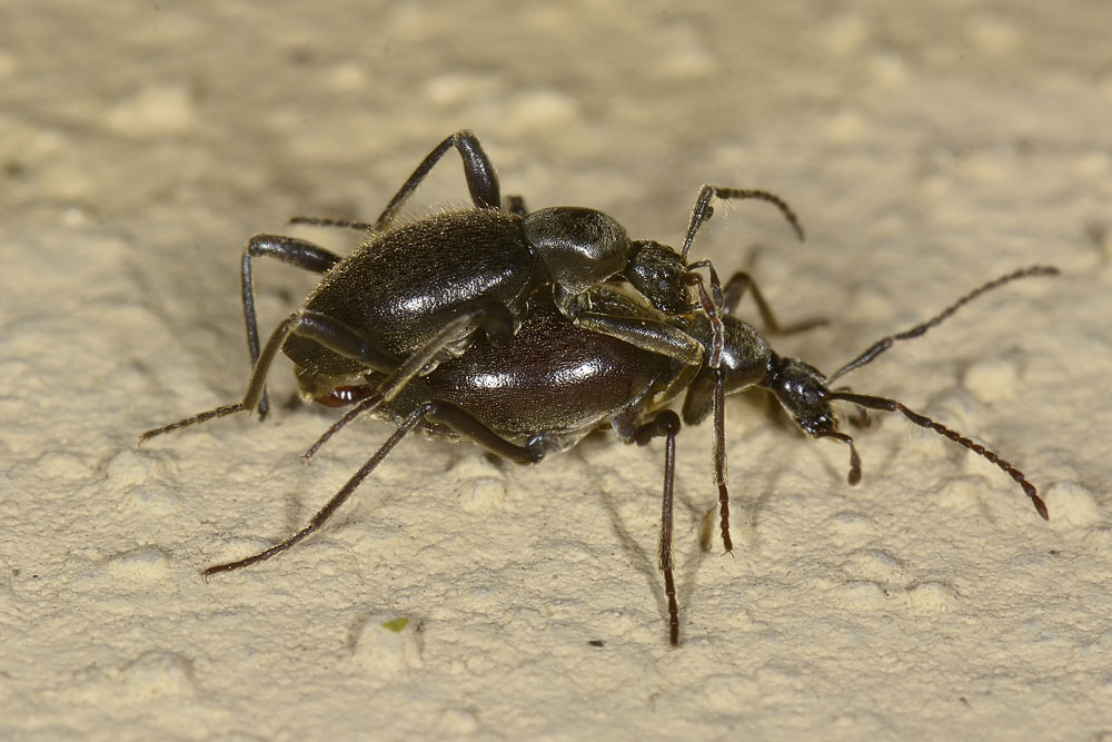 Scydmenidae: Palaeostigus heydenii e P. pilifer